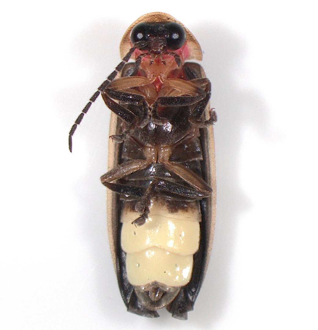 An upside-down firefly under a microscope. 